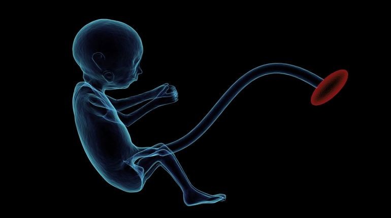 эмбрион, внутриутробное развитие