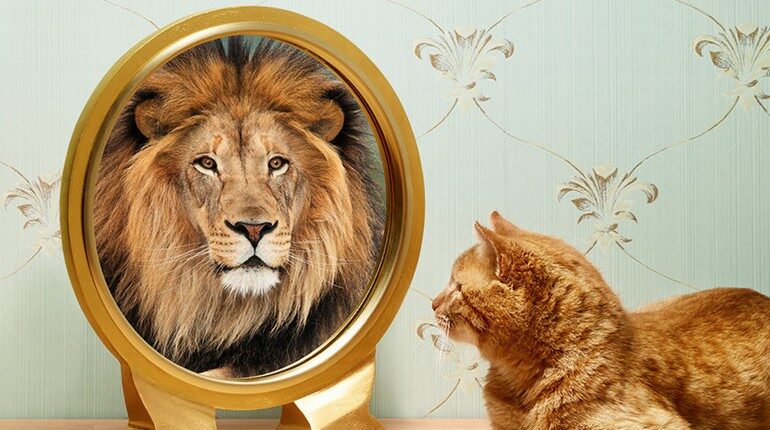 кот смотрит в зеркало и видит льва