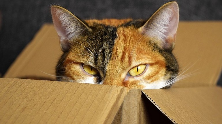 кот в коробке, кошка выглядывает из коробки