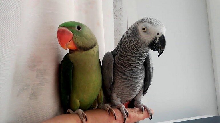 два александрийских попугая, попугаи в квартире, попугаи необычной породы