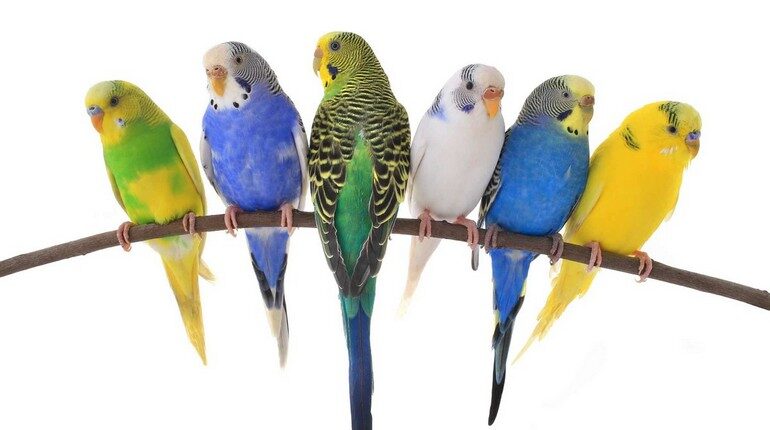 шесть попугаев разного окраса, попугаи на ветке