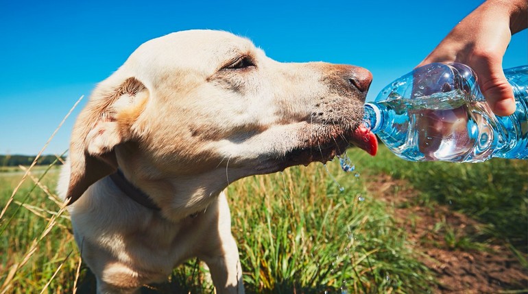 собаке жарко, собака пьет воду, напоить собаку в жару