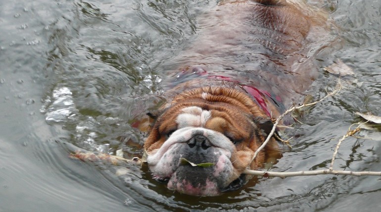 собака плывет и держит ветку в зубах, собака в воде