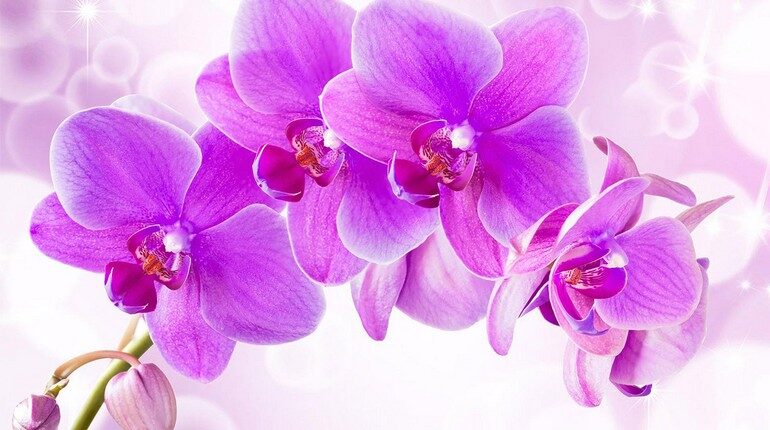 цветущая орхидея, розовые цветы орхидеи
