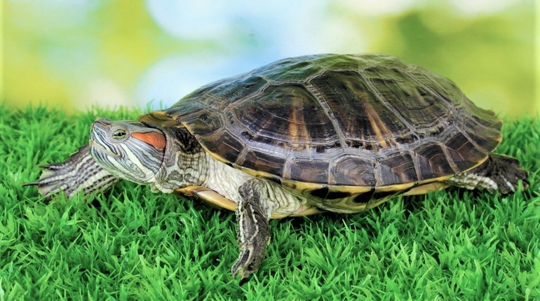 черепаха дома, черепаха и трава, красноухая черепаха